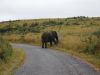 Elefant