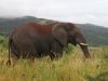 Elefant