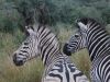 Zebras