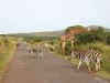 Zebras und Giraffen