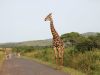 Zebras und Giraffen