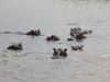 Hippos